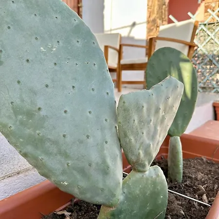 Li Cuppulati House * Agrustos